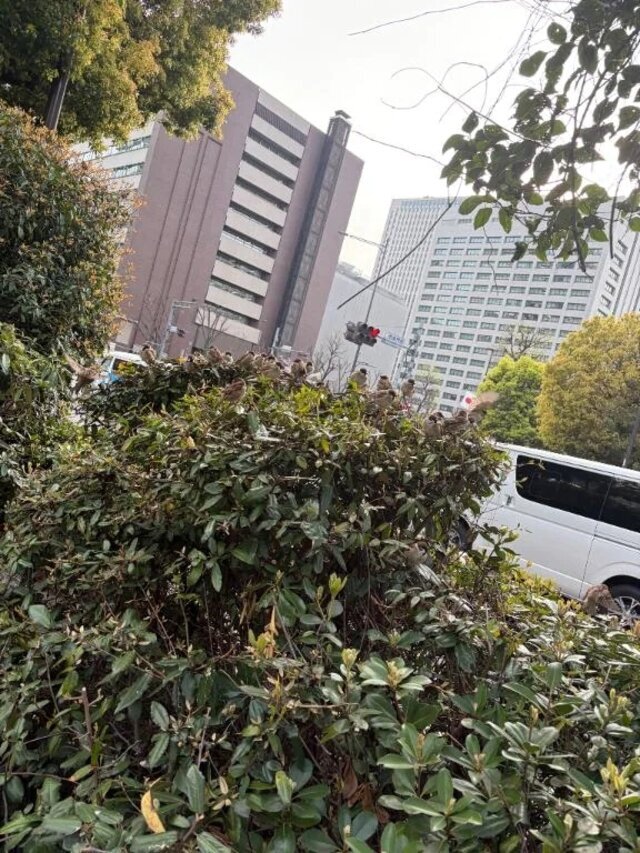 すずめ！｜写メ日記｜つかさ｜新宿 出張エステ 東京アロマスタイル