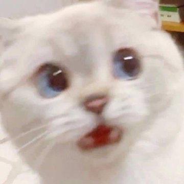 遅刻してごめんね！いるよ😿｜写メ日記｜いよ｜上野・浅草・秋葉原 一般デリヘル サンキュー上野店