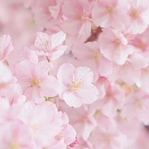 気まぐれな空模様🌤｜写メ日記｜もか｜渋谷 高級デリヘル Anemone渋谷店