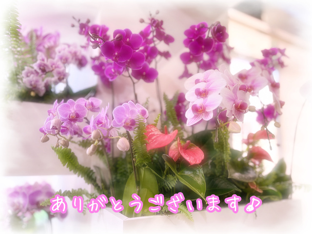⭐︎お礼⭐︎本日のお礼