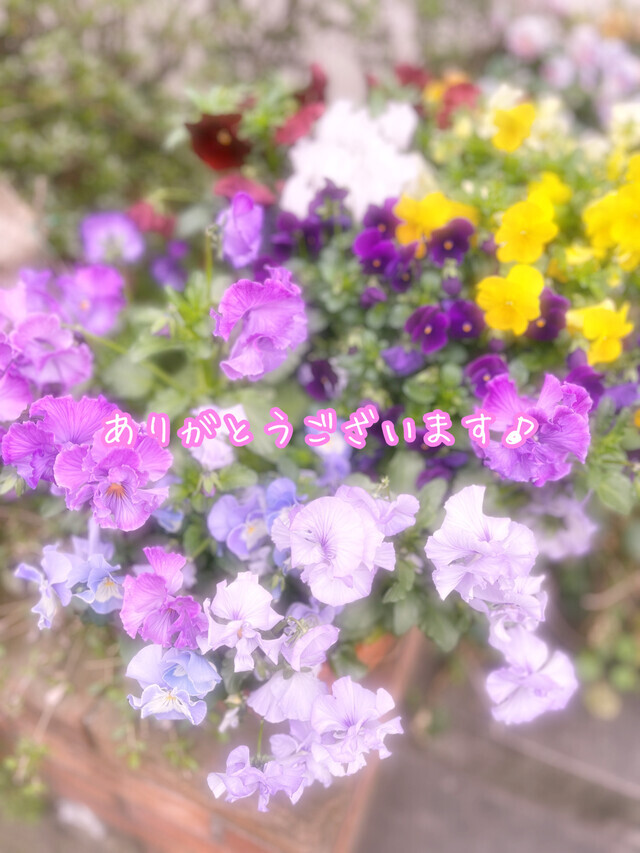⭐︎お礼⭐︎｜写メ日記｜ドＭ★十和｜立川・八王子・三多摩 出張SM マニアック女人館