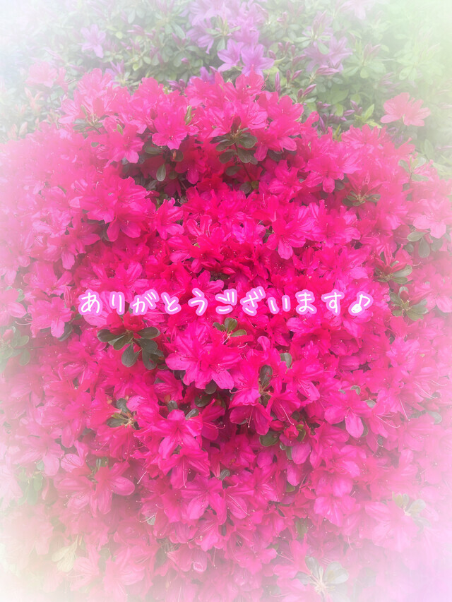 ⭐︎お礼⭐︎ありがとうございます♪｜写メ日記｜ドＭ★十和｜立川・八王子・三多摩 出張SM マニアック女人館