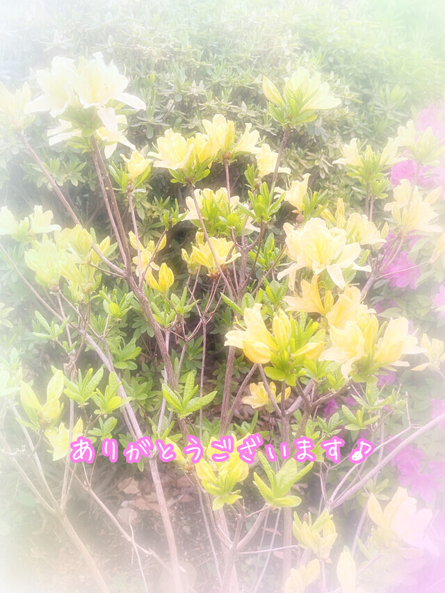 ⭐︎お礼⭐︎｜写メ日記｜ドＭ★十和｜立川・八王子・三多摩 出張SM マニアック女人館
