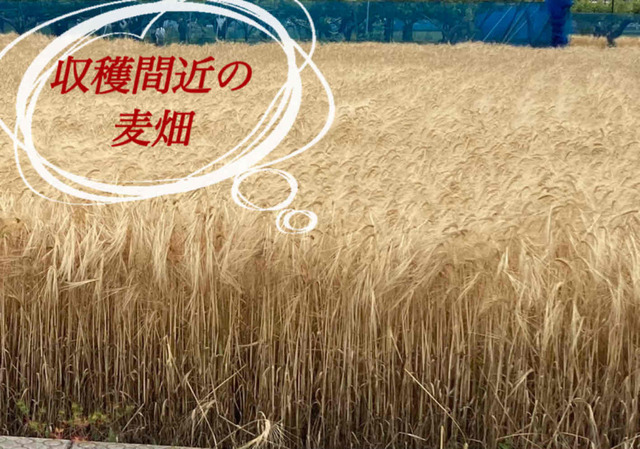 Ｍ様　＆　Ｋ様へ｜写メ日記｜ドＭ★彩花｜立川・八王子・三多摩 出張SM マニアック女人館