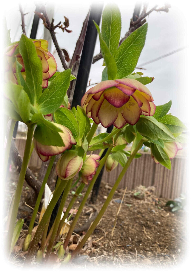 ３月の出勤❤️｜写メ日記｜ドＭ★彩花｜立川・八王子・三多摩 出張SM マニアック女人館