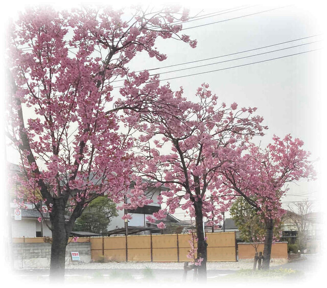 花か団子か😁｜写メ日記｜ドＭ★彩花｜立川・八王子・三多摩 出張SM マニアック女人館