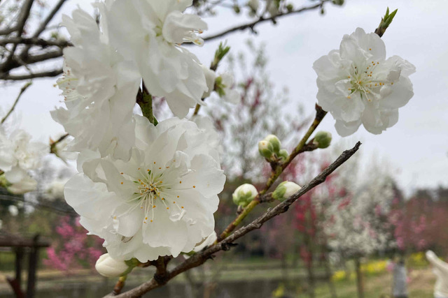 29日のお礼　Ｏ様へ｜写メ日記｜ドＭ★彩花｜立川・八王子・三多摩 出張SM マニアック女人館