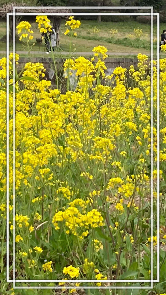 夏日☀️｜写メ日記｜ドＭ★彩花｜立川・八王子・三多摩 出張SM マニアック女人館