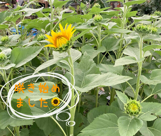 ６日のお礼♡Ｍ様へ｜写メ日記｜ドＭ★彩花｜立川・八王子・三多摩 出張SM マニアック女人館