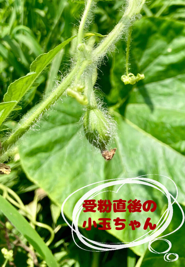 久しぶりの出勤です✨｜写メ日記｜ドＭ★彩花｜立川・八王子・三多摩 出張SM マニアック女人館