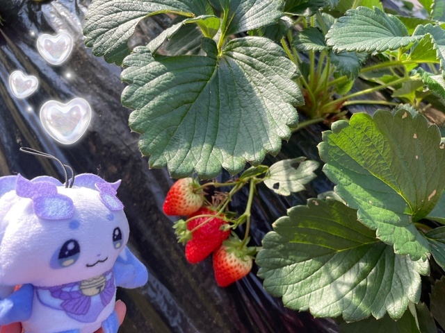 いちごの日🍓｜写メ日記｜ドＭ★紗良｜立川・八王子・三多摩 出張SM マニアック女人館