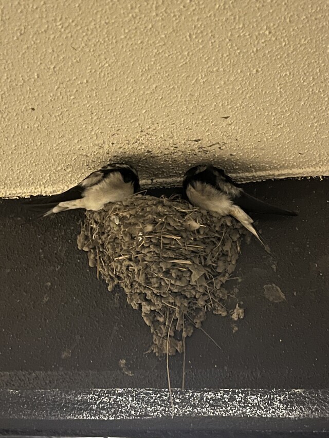 13日のお礼🌹Ｋさんへ｜写メ日記｜Ｍ★はのん｜立川・八王子・三多摩 出張SM マニアック女人館