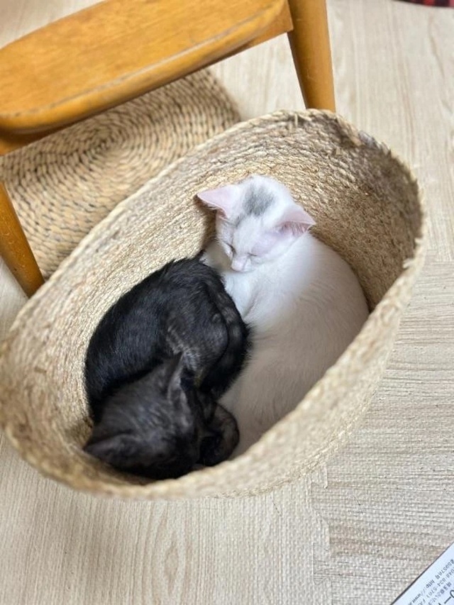 にゃん💗｜写メ日記｜あんず｜渋谷 一般デリヘル まだ舐めたくて学園渋谷校～舐めたくてグループ～