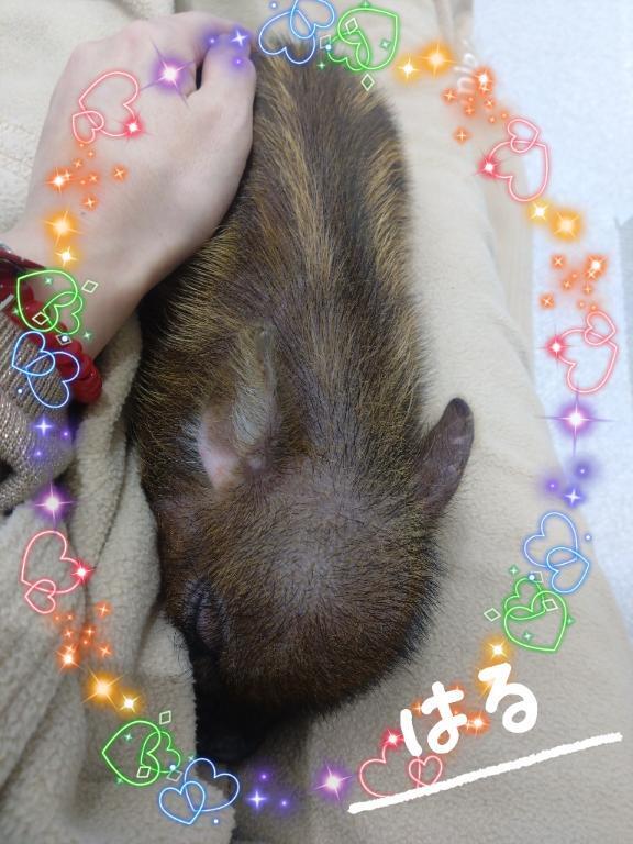 初体験しました｜写メ日記｜はる｜立川・八王子・三多摩 人妻デリヘル マダムの品格