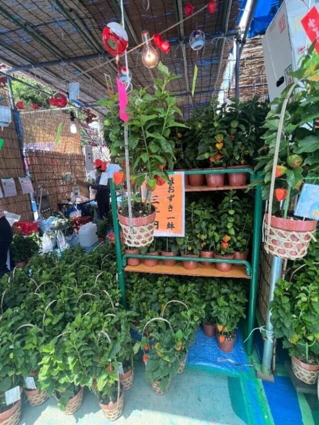 💝 四万六千日(しまんろくせんにち)・ほおずき市｜写メ日記｜三橋｜鶯谷 人妻デリヘル 熟女の風俗最終章鶯谷店