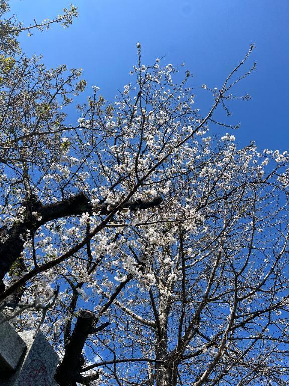 桜きれいだね