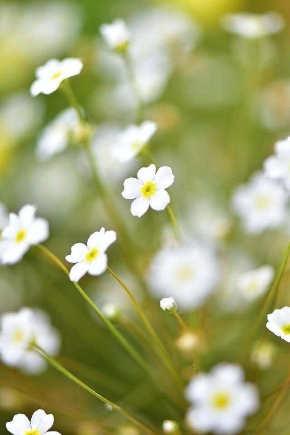 幸せ｜写メ日記｜吉村｜鶯谷 人妻デリヘル 熟女の風俗最終章鶯谷店