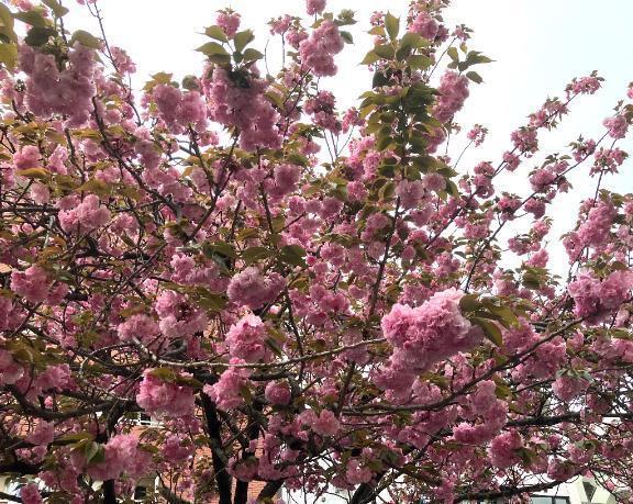 お礼です🥰｜写メ日記｜夏川｜鶯谷 人妻デリヘル 熟女の風俗最終章鶯谷店