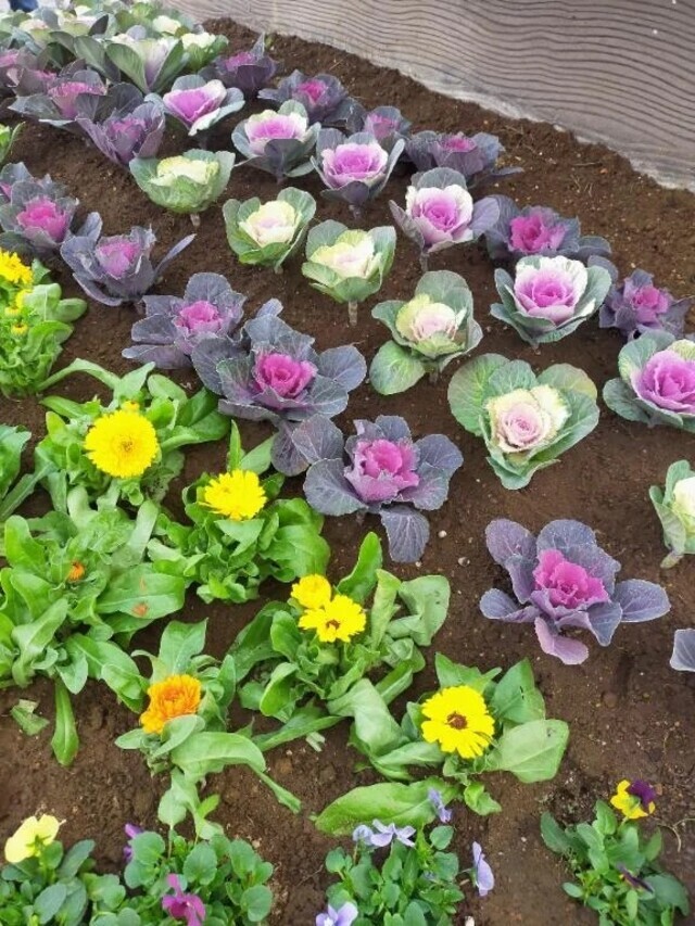 🌸明日出勤致します🌸🍭｜写メ日記｜香西｜鶯谷 人妻デリヘル 熟女の風俗最終章鶯谷店