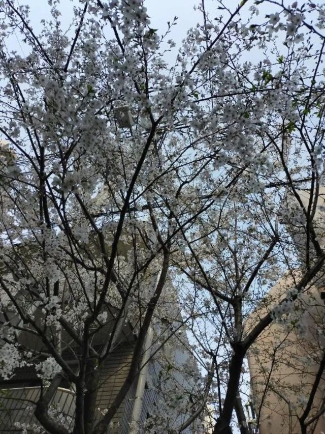 🌸🌷明日🌸🌷｜写メ日記｜香西｜鶯谷 人妻デリヘル 熟女の風俗最終章鶯谷店