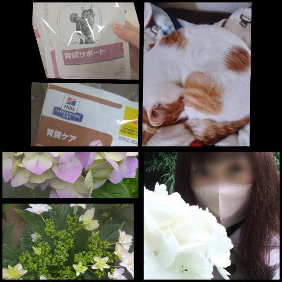 猫友襲来❤️｜写メ日記｜風吹（ふぶき）｜鶯谷 人妻デリヘル 熟女の風俗最終章鶯谷店