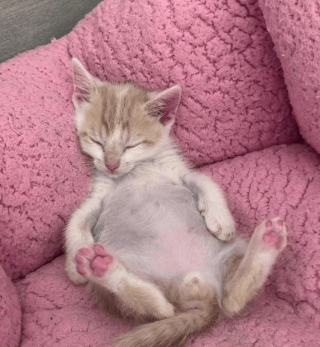 可愛い♥️｜写メ日記｜鶴田｜鶯谷 人妻デリヘル 熟女の風俗最終章鶯谷店