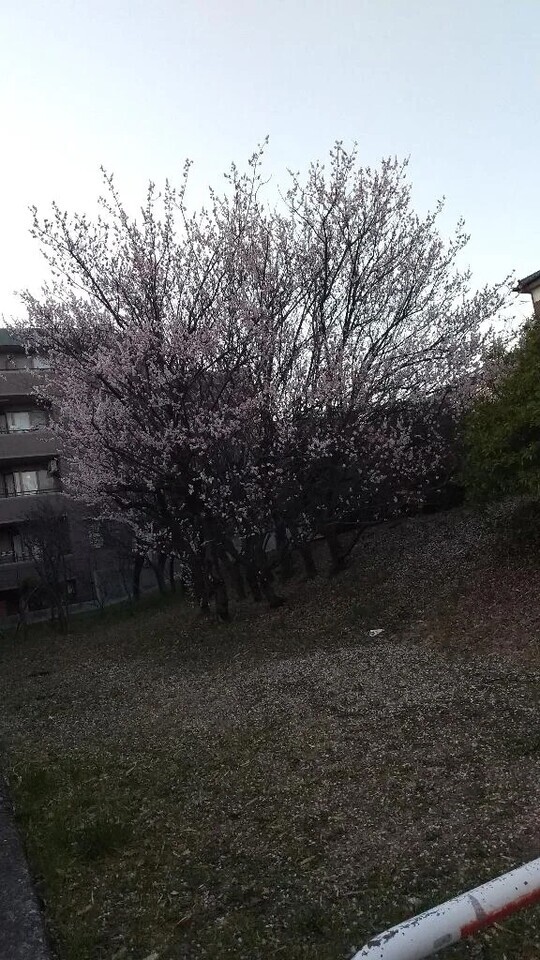 桜綺麗🌸