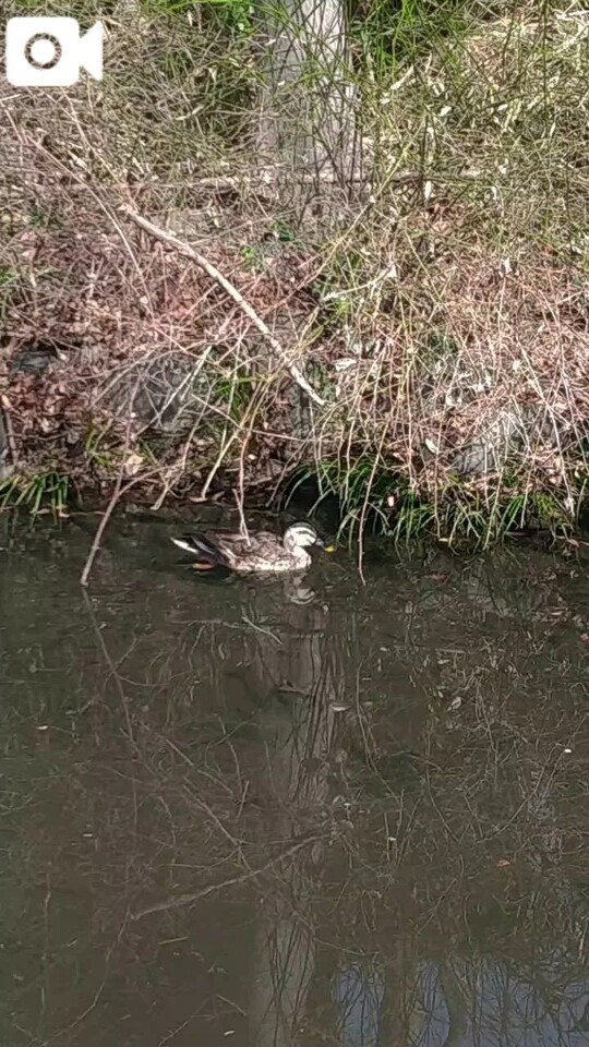 🦆ちゃん！｜写メ日記｜鶴田｜鶯谷 人妻デリヘル 熟女の風俗最終章鶯谷店