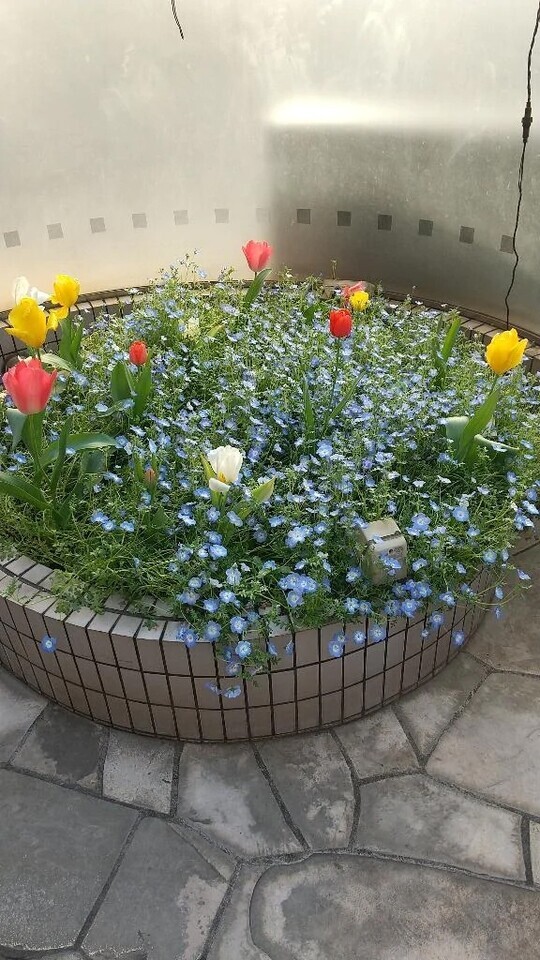 綺麗に咲いていたのでパシャリΣp📷ω･´)