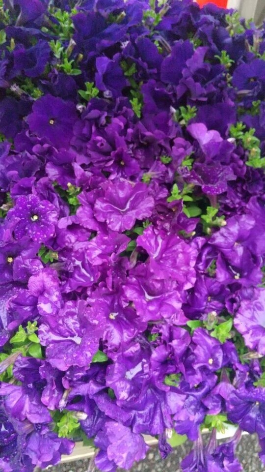 明日出勤しまーす！｜写メ日記｜鶴田｜鶯谷 人妻デリヘル 熟女の風俗最終章鶯谷店