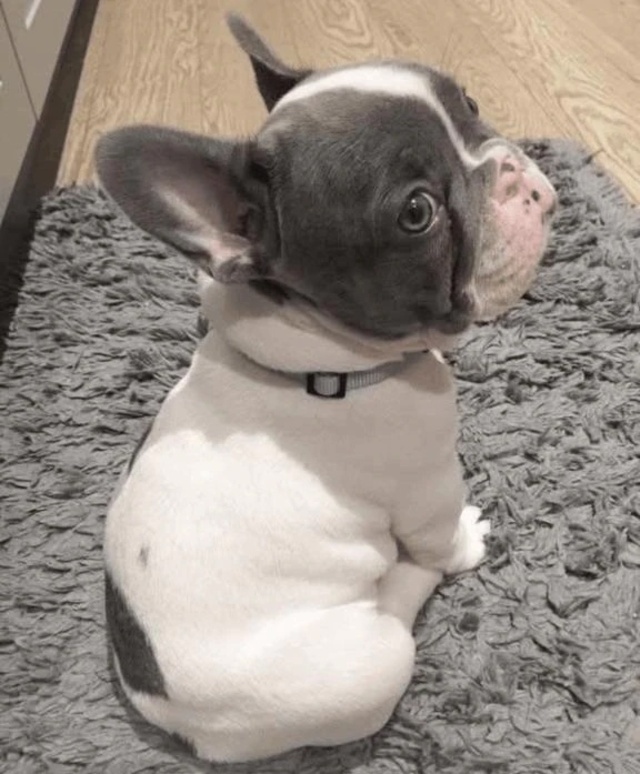 可愛い(σ•̀ᴗ•́)σ｜写メ日記｜鶴田｜鶯谷 人妻デリヘル 熟女の風俗最終章鶯谷店