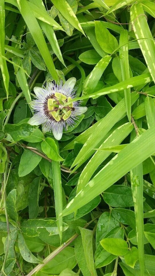 このお花なんか好き♥️｜写メ日記｜鶴田｜鶯谷 人妻デリヘル 熟女の風俗最終章鶯谷店
