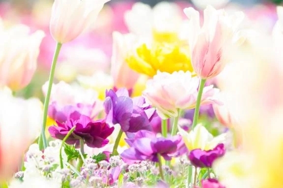 26日金曜日。雪野｜写メ日記｜雪野｜鶯谷 人妻デリヘル 熟女の風俗最終章鶯谷店