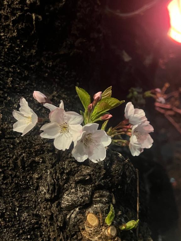 久しぶりの日記､､📖｜写メ日記｜雫｜鶯谷 人妻デリヘル 熟女の風俗最終章鶯谷店