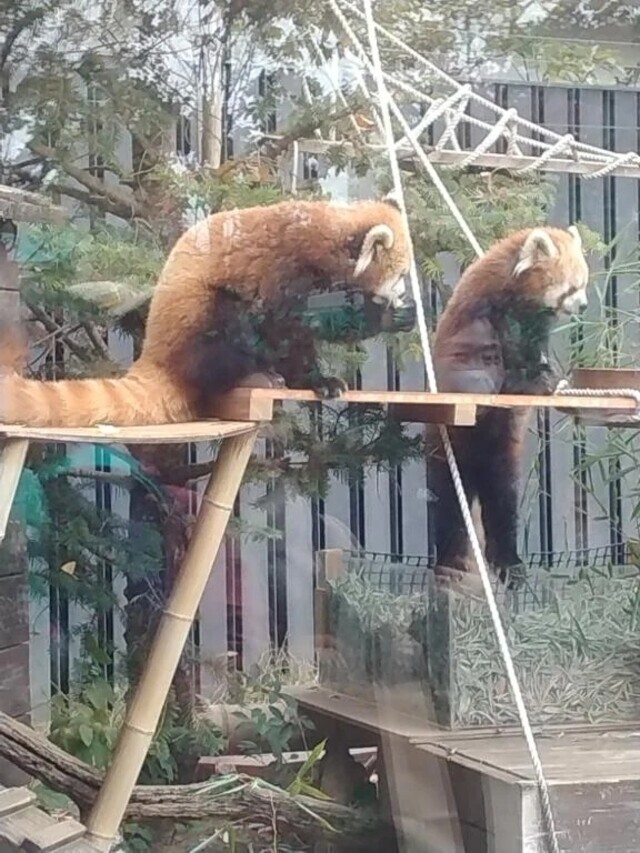 レッサーパンダ可愛いですね😊｜写メ日記｜伊織｜鶯谷 人妻デリヘル 熟女の風俗最終章鶯谷店