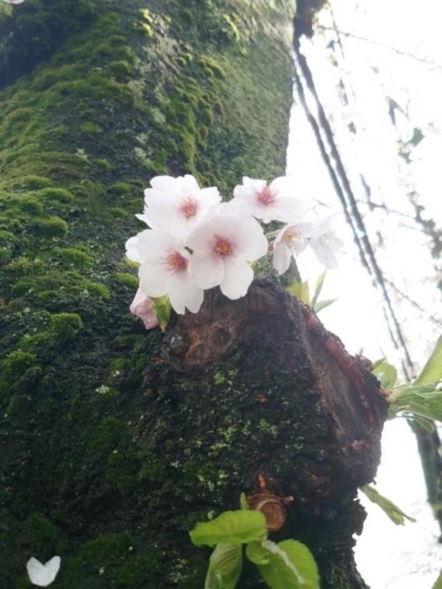 これからー｜写メ日記｜夜宵(やよい)｜鶯谷 人妻デリヘル 熟女の風俗最終章鶯谷店