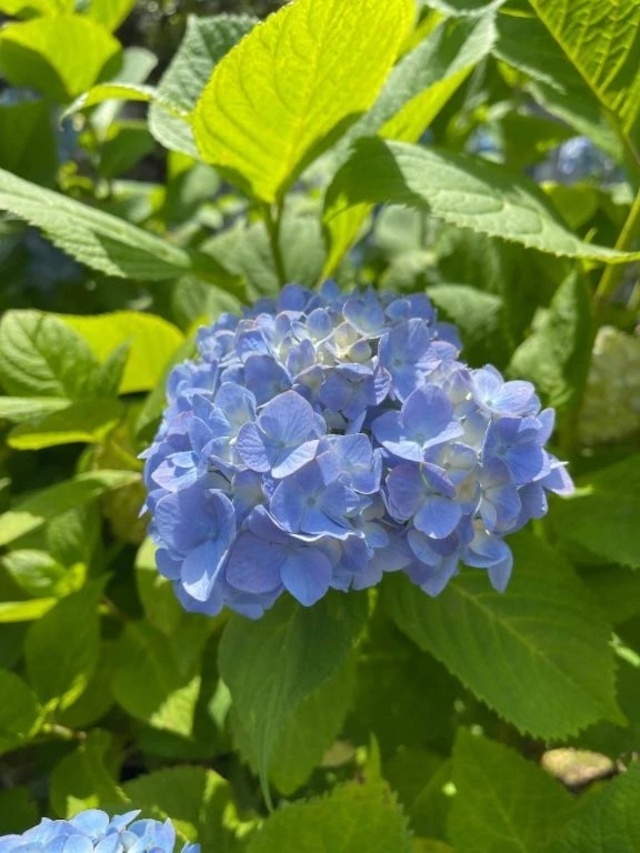 いろいろ｜写メ日記｜阿久津｜鶯谷 人妻デリヘル 熟女の風俗最終章鶯谷店