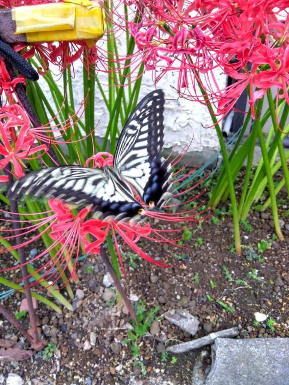 ごめんなさい｜写メ日記｜八神｜鶯谷 人妻デリヘル 熟女の風俗最終章鶯谷店
