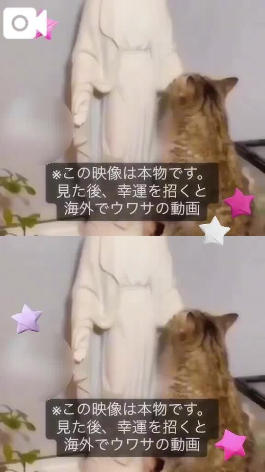 本当にすごいねっ！猫ちゃんがほっぺ触ってる！｜写メ日記｜香川｜鶯谷 人妻デリヘル 熟女の風俗最終章鶯谷店