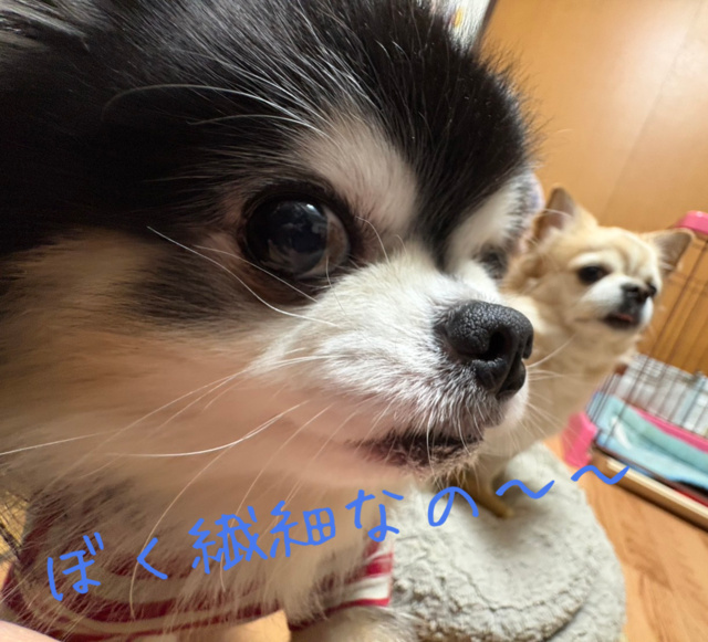 日記更新に関するお詫び🙇‍♀️🙇‍♀️｜写メ日記｜蜜音（みつね）｜鶯谷 人妻デリヘル 熟女の風俗最終章鶯谷店