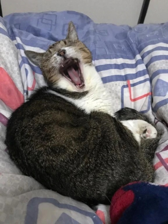 明日☆｜写メ日記｜原｜鶯谷 人妻デリヘル 熟女の風俗最終章鶯谷店