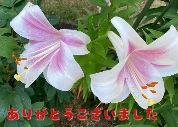 御予約有難う御座いました｜写メ日記｜田仲｜鶯谷 人妻デリヘル 熟女の風俗最終章鶯谷店