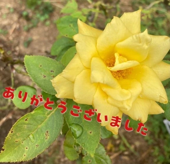御予約有難う御座いました｜写メ日記｜田仲｜鶯谷 人妻デリヘル 熟女の風俗最終章鶯谷店