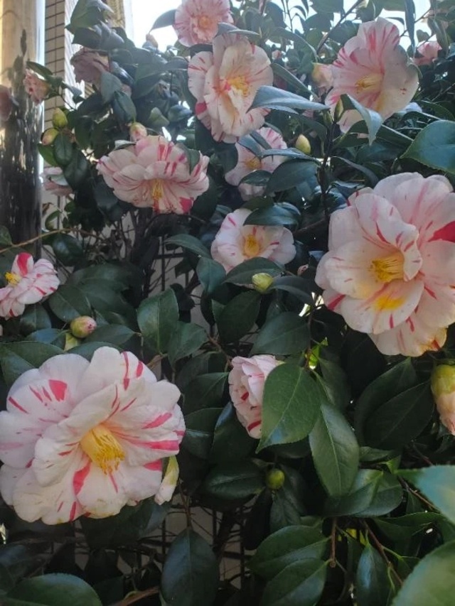 日光でお誘いくださったT様ありがとうございます。｜写メ日記｜目黒｜鶯谷 人妻デリヘル 熟女の風俗最終章鶯谷店