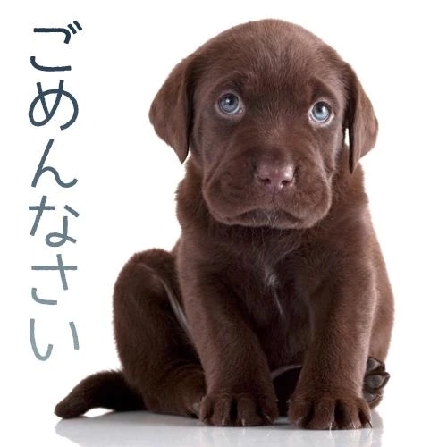 お休みさせていたします｜写メ日記｜桜井｜鶯谷 人妻デリヘル 熟女の風俗最終章鶯谷店