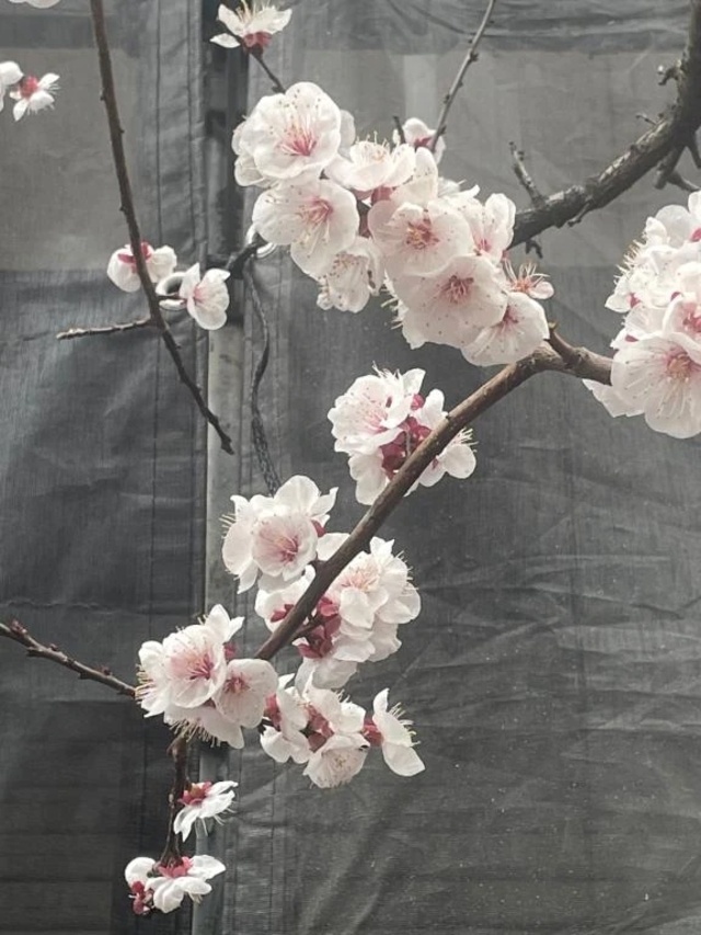 お花見はいつかなぁ^_^