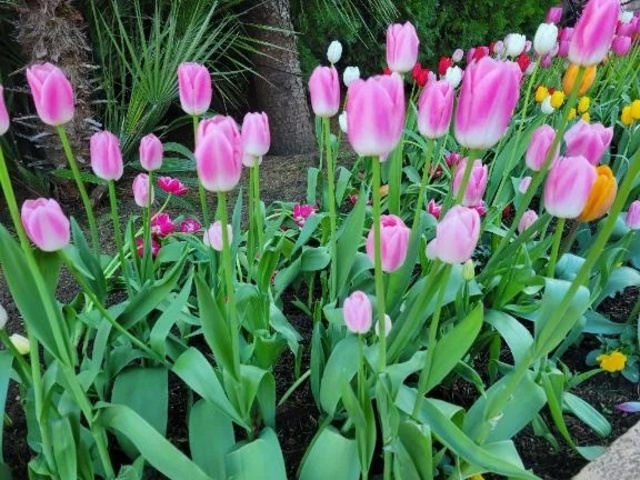 シフト出しました🩷