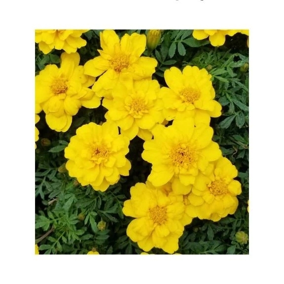 ありがとうございました✨｜写メ日記｜守屋｜鶯谷 人妻デリヘル 熟女の風俗最終章鶯谷店