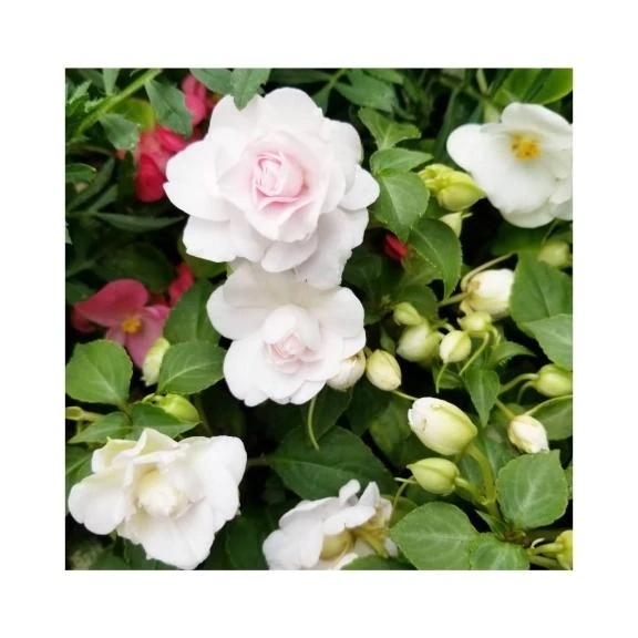 ありがとうございました✨｜写メ日記｜守屋｜鶯谷 人妻デリヘル 熟女の風俗最終章鶯谷店