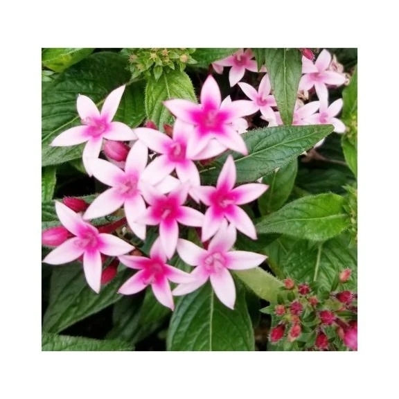 ありがとうございました✨｜写メ日記｜守屋｜鶯谷 人妻デリヘル 熟女の風俗最終章鶯谷店